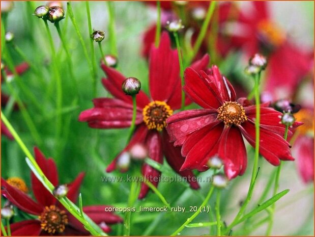 Coreopsis 'Limerock Ruby' | Meisjesogen