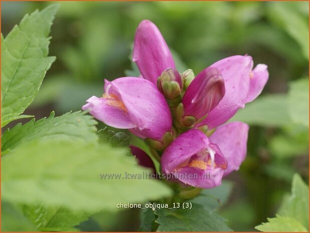 Chelone obliqua | Schildpadbloem, Slangenkop