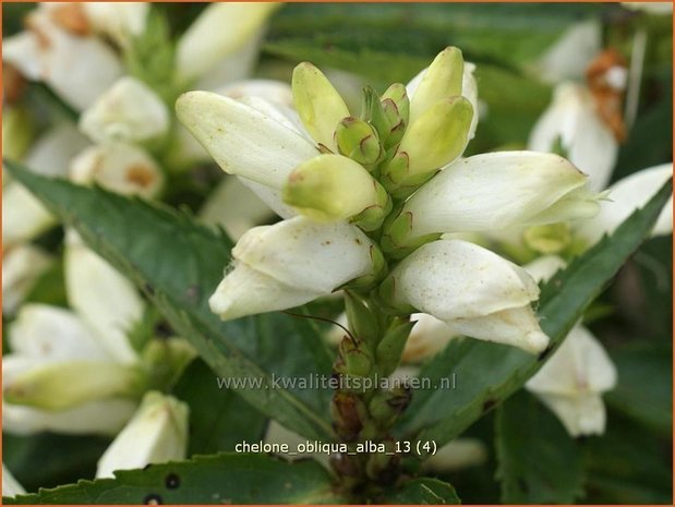 Chelone obliqua 'Alba' | Schildpadbloem, Slangenkop