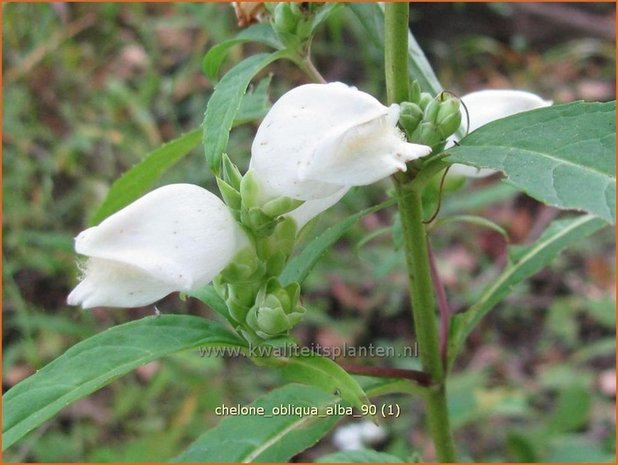 Chelone obliqua 'Alba' | Schildpadbloem, Slangenkop