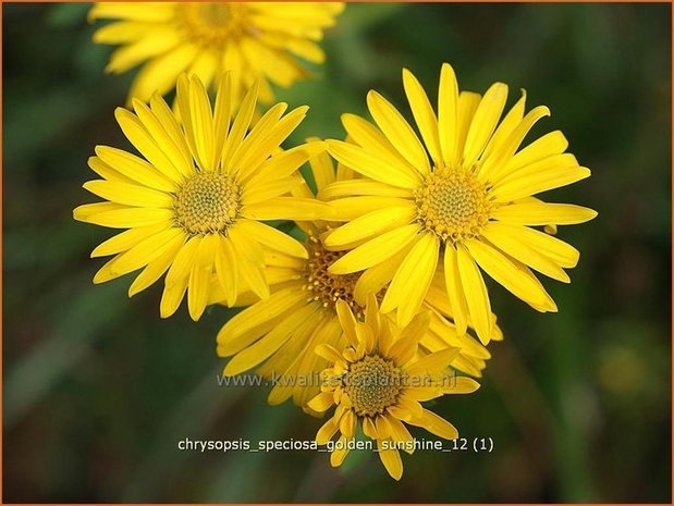 Chrysopsis speciosa &#39;Golden Sunshine&#39; | Goudaster | Zottiges Goldauge