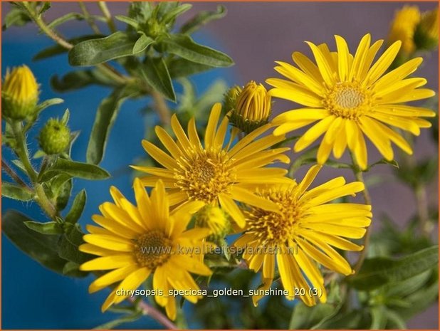 Chrysopsis speciosa &#39;Golden Sunshine&#39; | Goudaster | Zottiges Goldauge