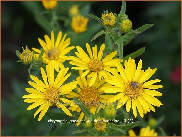 Chrysopsis speciosa &#39;Golden Sunshine&#39; | Goudaster | Zottiges Goldauge