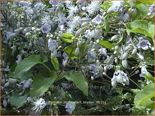 Clematis 'Mrs Robert Brydon' | Bosrank