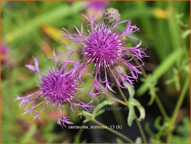 Centaurea scabiosa | Korenbloem, Centaurie | Skabiosen-Flockenblume