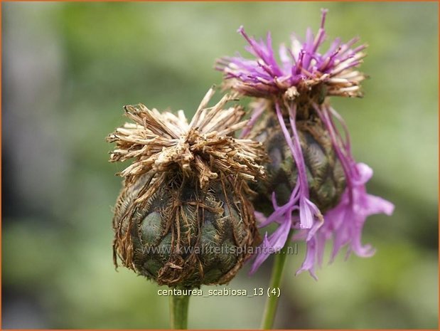 Centaurea scabiosa | Korenbloem, Centaurie | Skabiosen-Flockenblume