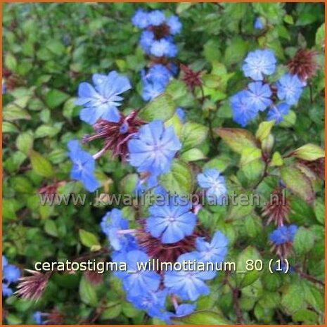 Ceratostigma willmottianum | Loodkruid