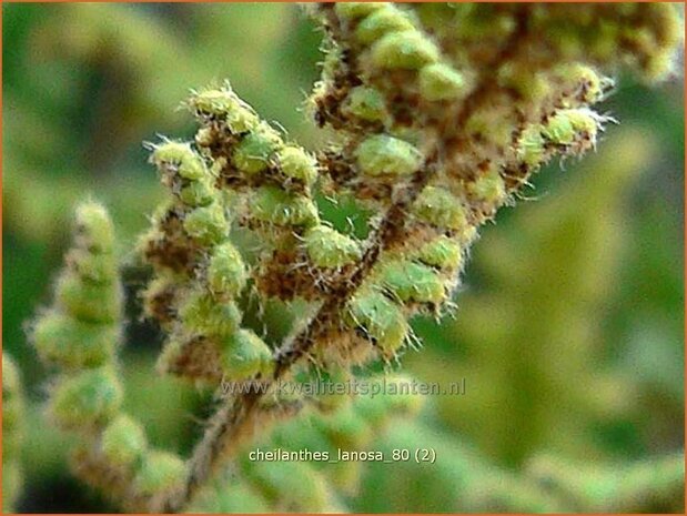 Cheilanthes lanosa | Lipvaren
