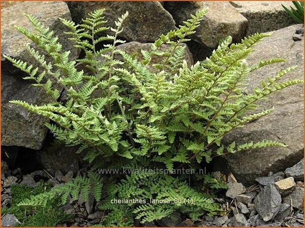 Cheilanthes lanosa | Lipvaren