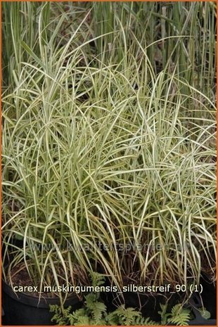 Carex muskingumensis 'Silberstreif' | Palmzegge
