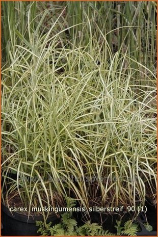Carex muskingumensis 'Silberstreif' | Palmzegge
