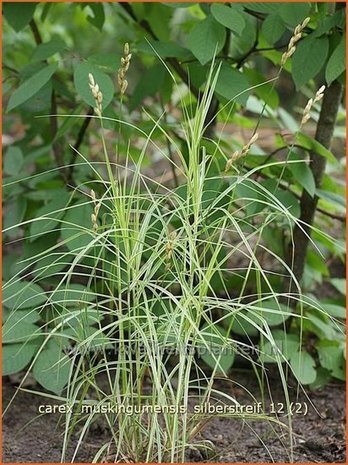 Carex muskingumensis 'Silberstreif' | Palmzegge