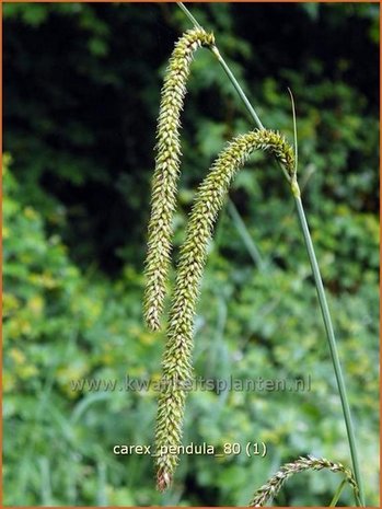 Carex pendula | Hangende zegge