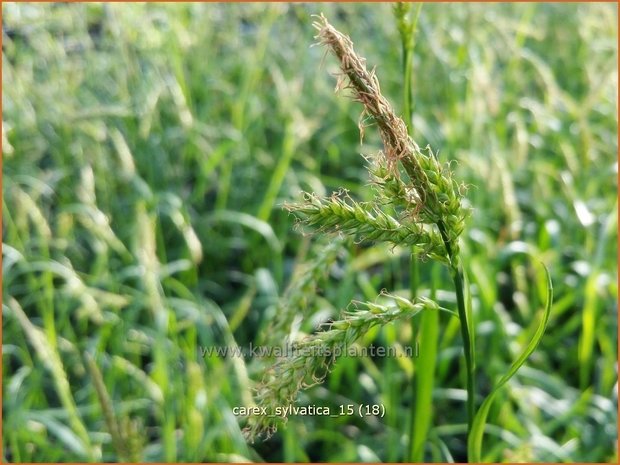 Carex sylvatica | Zegge