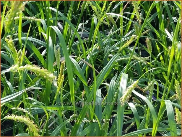 Carex sylvatica | Zegge