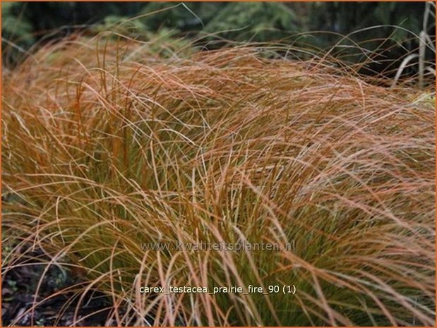 Carex testacea 'Prairie Fire' | Zegge