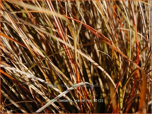 Carex testacea 'Prairie Fire' | Zegge