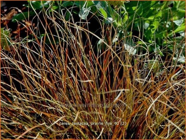 Carex testacea 'Prairie Fire' | Zegge