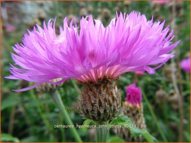 Centaurea hypoleuca 'John Coutts' | Centaurie, Korenbloem