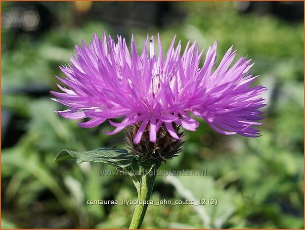 Centaurea hypoleuca 'John Coutts' | Centaurie, Korenbloem