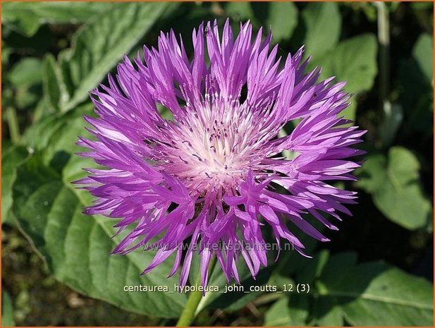 Centaurea hypoleuca 'John Coutts' | Centaurie, Korenbloem