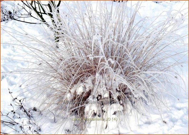 Carex buchananii | Rode zegge