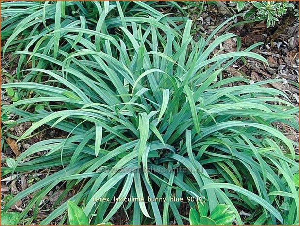 Carex laxiculmis 'Bunny Blue' | Zegge
