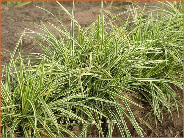 Carex morrowii 'Goldband' | Zegge