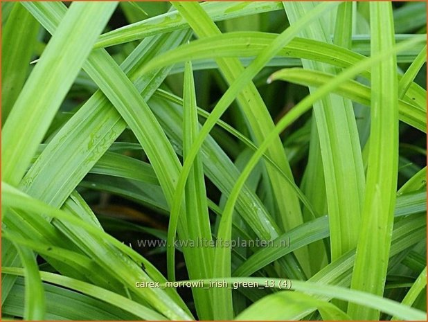 Carex morrowii 'Irish Green' | Zegge