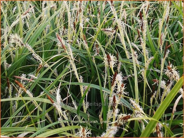 Carex morrowii 'Irish Green' | Zegge