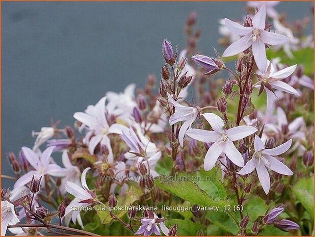 Campanula poscharskyana 'Lisduggan Variety' | Klokjesbloem