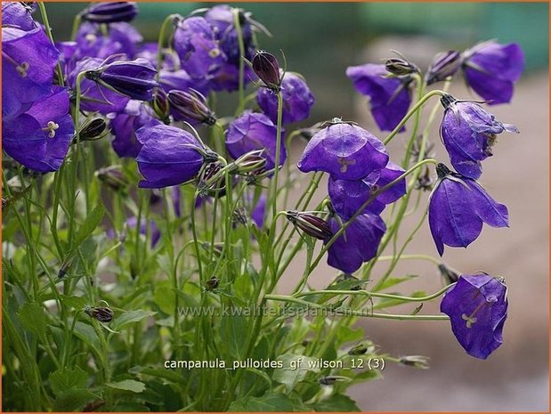 Campanula pulloides 'G.F. Wilson' | Klokjesbloem
