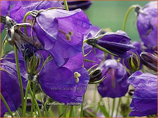 Campanula pulloides 'G.F. Wilson' | Klokjesbloem