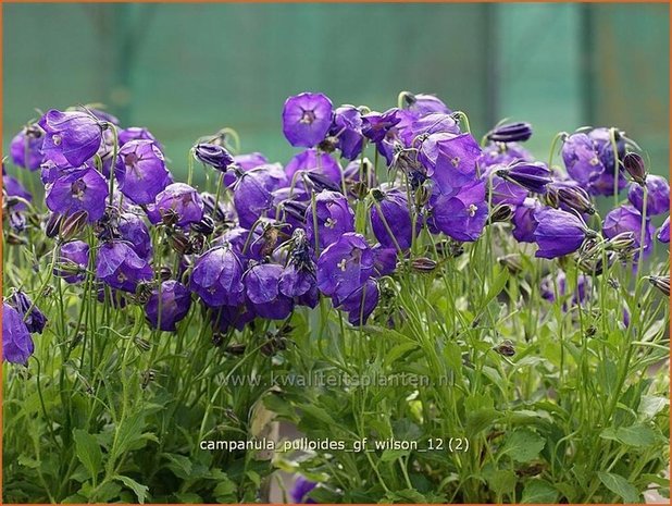 Campanula pulloides 'G.F. Wilson' | Klokjesbloem