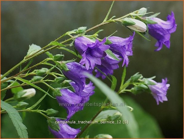 Campanula trachelium 'Bernice' | Ruig klokje, Klokjesbloem