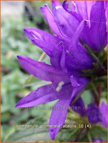 Campanula glomerata 'Acaulis' | Kluwenklokje, Klokjesbloem | Kn&auml;uel-Glockenblume