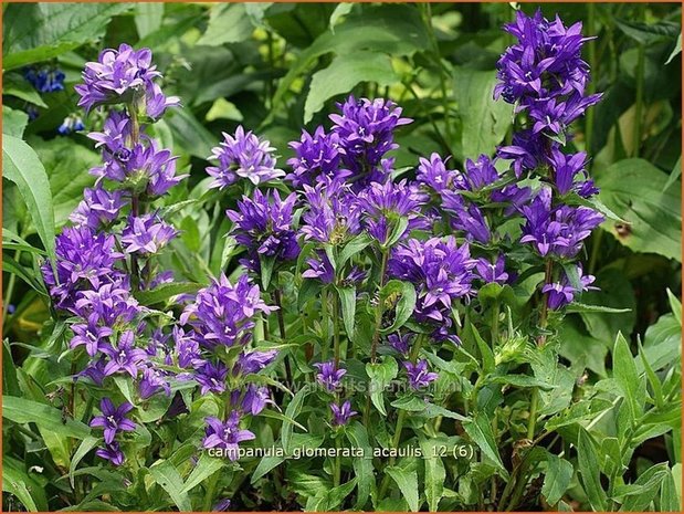 Campanula glomerata 'Acaulis' | Kluwenklokje, Klokjesbloem | Kn&auml;uel-Glockenblume