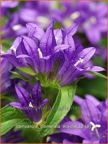 Campanula glomerata 'Acaulis' | Kluwenklokje, Klokjesbloem | Kn&auml;uel-Glockenblume