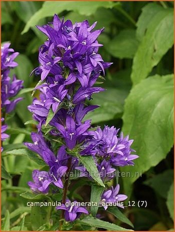 Campanula glomerata 'Acaulis' | Kluwenklokje, Klokjesbloem | Kn&auml;uel-Glockenblume