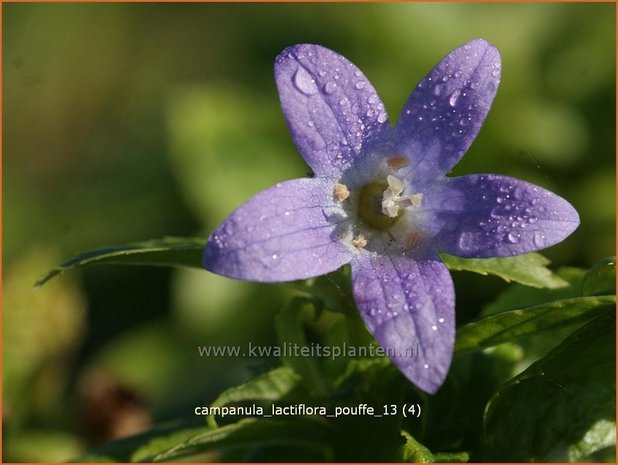 Campanula lactiflora 'Pouffe' | Klokjesbloem