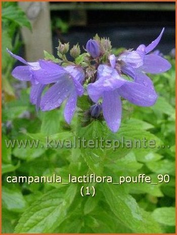 Campanula lactiflora 'Pouffe' | Klokjesbloem