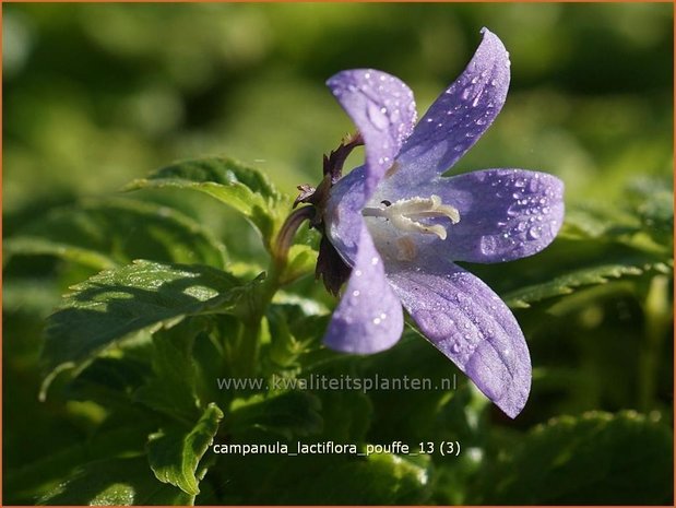 Campanula lactiflora 'Pouffe' | Klokjesbloem