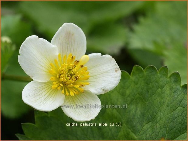Caltha palustris 'Alba' | Dotterbloem | Sumpf-Dotterblume