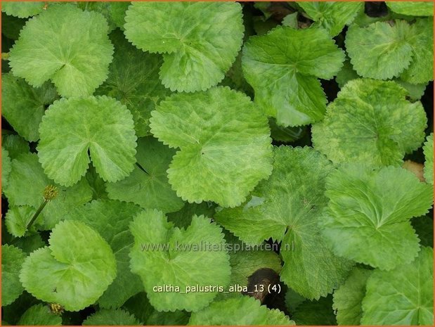 Caltha palustris 'Alba' | Dotterbloem | Sumpf-Dotterblume