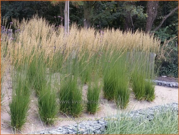 Calamagrostis acutiflora 'Karl Foerster' | Struisriet