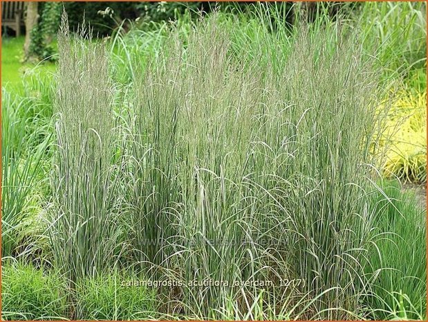 Calamagrostis acutiflora 'Overdam' | Struisriet