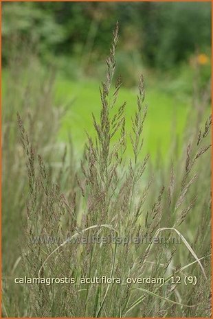 Calamagrostis acutiflora 'Overdam' | Struisriet