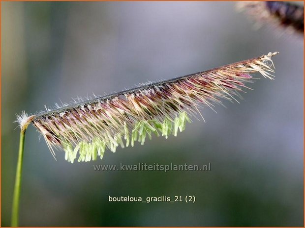 Bouteloua gracilis | Muskietengras