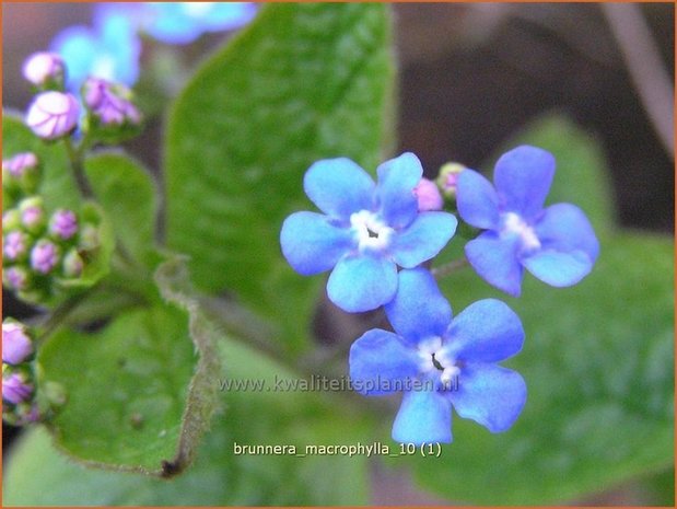 Brunnera macrophylla | Kaukasische vergeet-mij-nietje