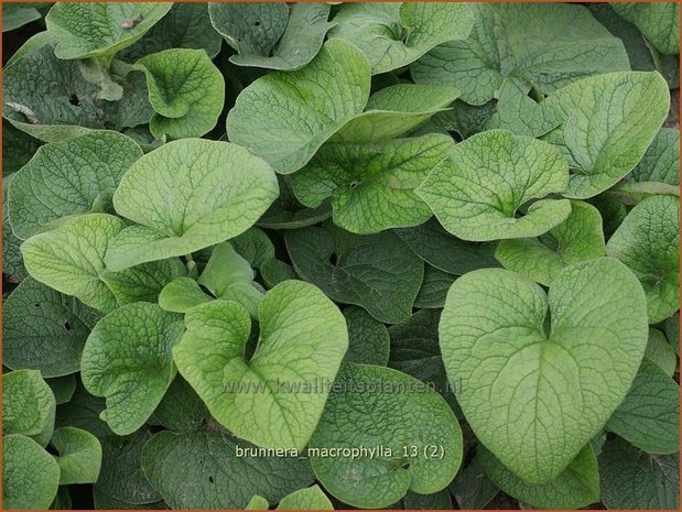 Brunnera macrophylla | Kaukasische vergeet-mij-nietje